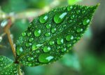 droplets on leaf.jpg