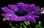 purple flower.jpg