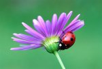 ladybug on purple flower.jpg