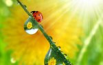 ladybug (2).jpg