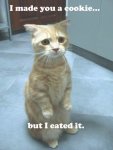 funny cat pictures with captions (11).jpg