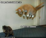 funny pics cats 1.jpg