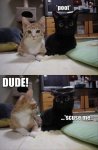 funny_cat_pictures_with_captions_3_by_computerguy22-d7ha22r.jpg