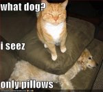 funny_dog_picture_pillow_pet_cat_caption.jpg