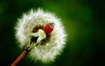 ladybug (4).jpg