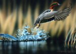 wildlife.jpg