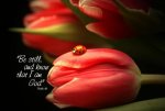 ladybug-and-tulip-linda-fowler.jpg