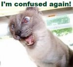 cat.jpg