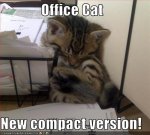 funny-animal-funny-cat-pictures-captions-11-19-funny-cat-pictures-captions.jpg