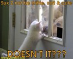 Funny-Animal-Pictures-With-Captions---Very-Funny-Cat-Vs-Bad-Dogs--Sucks-Not-To-Be-White-Soft-And.jpg