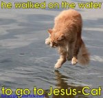 Funny-Animal-Pictures-With-Captions---Very-Funny-Cat-Walking-On-Watter-As-Jesus---It--s-A-Miracl.jpg