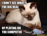 Funny-Cat-1631.jpg