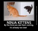 funny-cat-pics-ninja-kittens.jpg