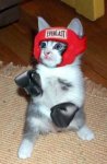 cat_boxing.jpg