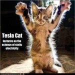 tesla cat.jpg