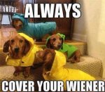 funny-dogs-wiener-cover-rain-1.jpg
