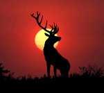 deer silhouette (2).jpg