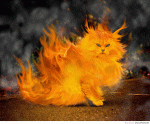 catfire.gif