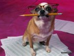 dog with pencil.jpg