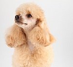 Poodle.jpg