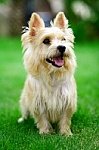 Terrier.jpg