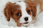 Puppy face.jpg