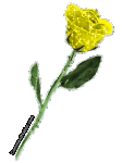 a yellow rose.gif