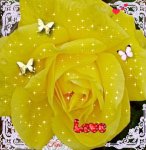 a yellow rose 1.jpg