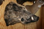 Wild_Boar_2-1.jpg