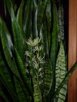 snake plant.JPG snake plant.JPG