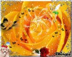 bright yellow rose.jpg