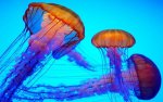 JellyFish3.jpg