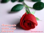 A-Single Rose-Person.jpg