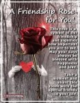 0-a friendship rose.jpg