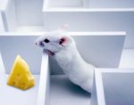 mouseCheeseMaze.jpg