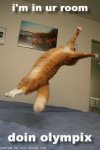 Cat Olympics.jpg