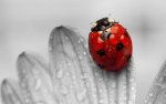 ladybug on flower petal.jpg