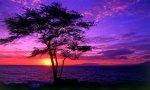 Beautiful-Sunset-beautiful-nature-21887669-800-475.jpg