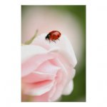 ladybug_poster-r0d561e49299443bf81b1c732d41095e9_wi7_8byvr_324.jpg