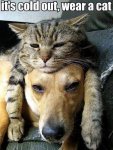if its cold out wear a cat.jpg