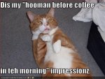 funny-pictures-orange-cat-human-impression.jpg