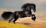 nature animals horses 1920x1200 wallpaper_wallpaperswa.com_35.jpg