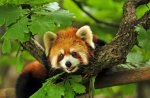 a red panda.jpg