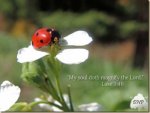 Lady-Bug-With-Verse6[1].jpg