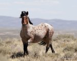 horses05.jpg