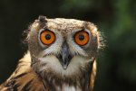 Great Horned Owl.jpg