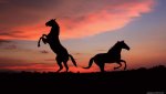 Silhouetted Horses.jpg