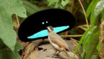 superb-bird-of-paradise.jpg