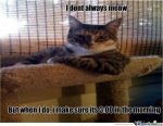 I Don't Always Meow.jpg