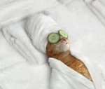 Spa Cat.jpg